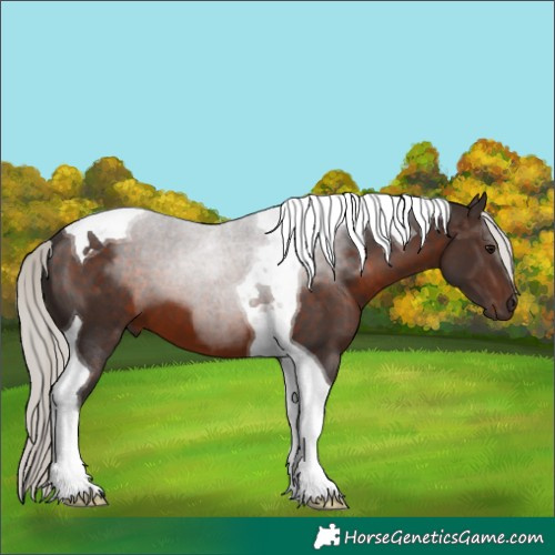 Horse Color:Silver Brown Tobiano