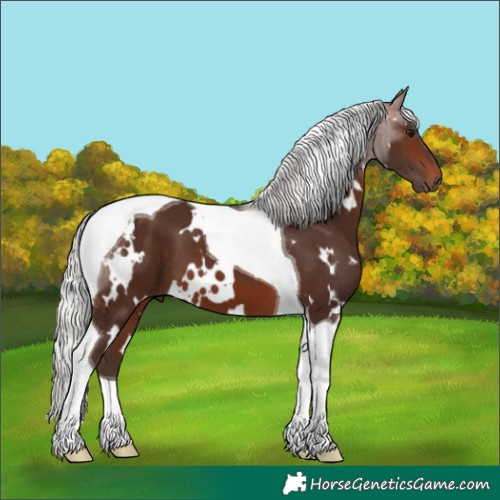Horse Color:White Spotted Silver Brown Tobiano 