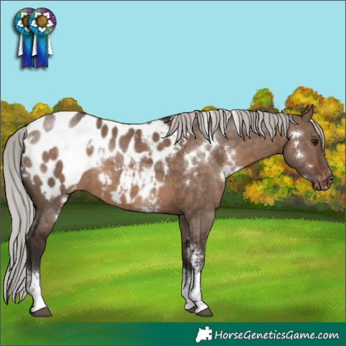 Horse Color:White Spotted Silver Brown Dun Sabino Blanket Rabicano