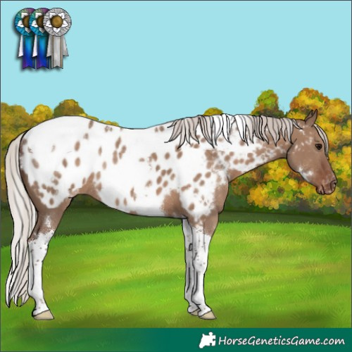 Horse Color:White Spotted Silver Grullo Tobiano Near Leopard Rabicano