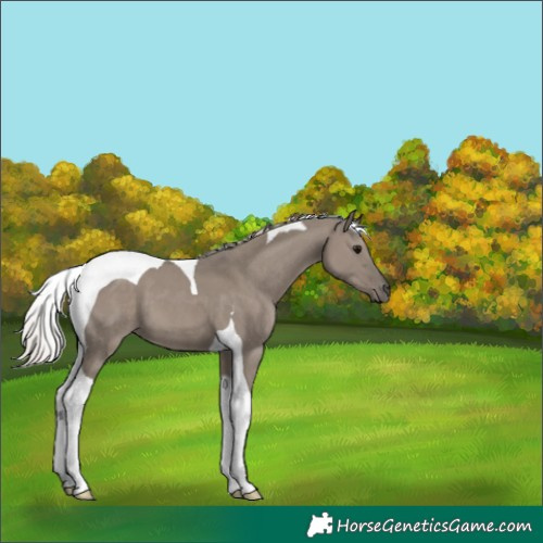 Horse Color:Silver Grullo Tobiano