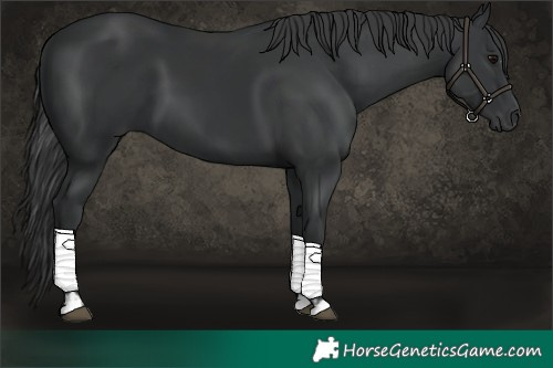 Horse Color:Black  and Black 
