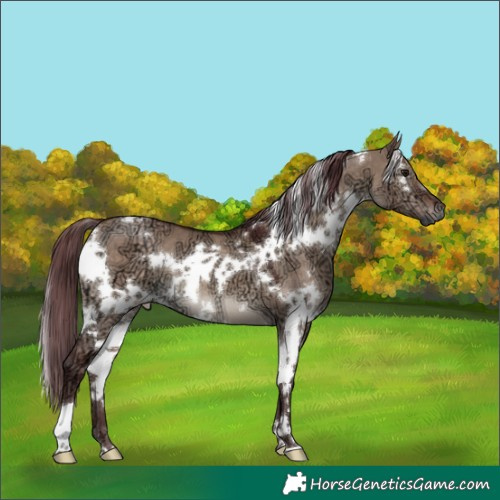 Horse Color:White Spotted Chocolate Brown Ice Dun