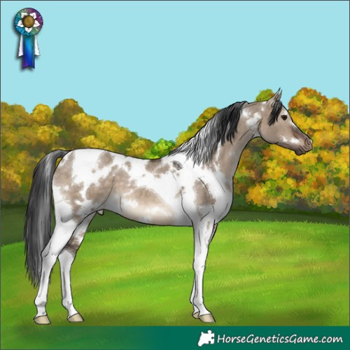 Horse Color:White Spotted Brown Dun Tobiano