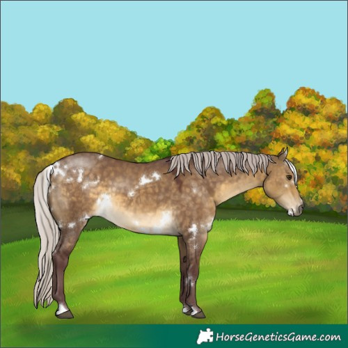 Horse Color:White Spotted Chocolate Silver Buckskin Dun