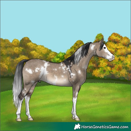 Horse Color:White Spotted Brown Dun Splash 