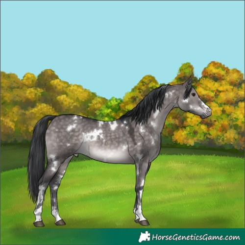 Horse Color:Platinum White Spotted Brown Dun 