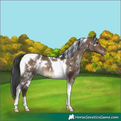 Horse Color:White Spotted Brown Dun Tobiano Varnish