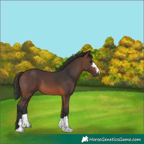 Horse Color:Brown