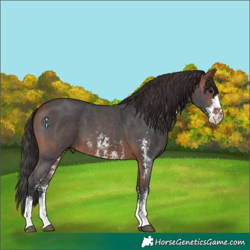 Horse Color:Bay Sabino 