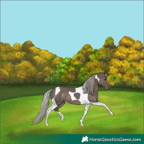 Horse Color:Silver Black Tobiano