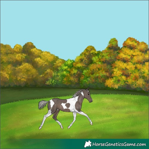 Horse Color:Silver Black Tobiano