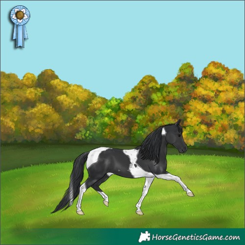 Horse Color:Black Tobiano 