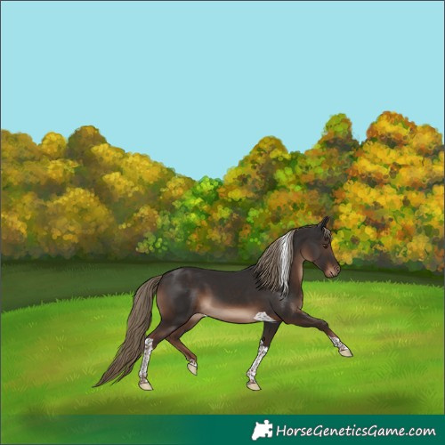 Horse Color:Liver Chestnut Tobiano