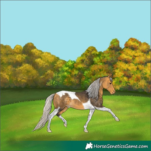 Horse Color:Silver Buckskin Tobiano Varnish