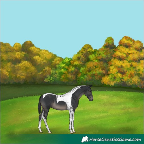 Horse Color:Black Tobiano 