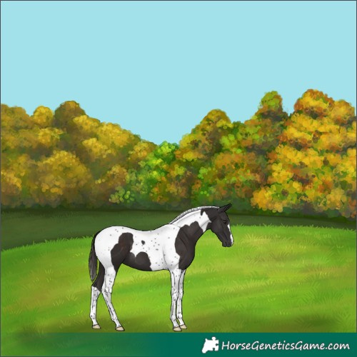 Horse Color:Liver Chestnut Tobiano 