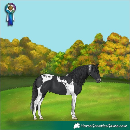 Horse Color:Black Tobiano Varnish 