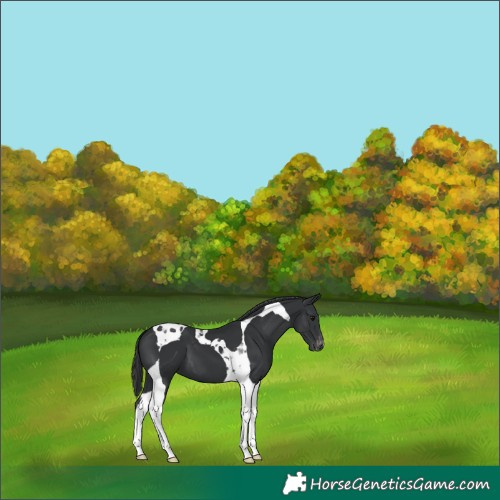 Horse Color:Black Tobiano Appaloosa