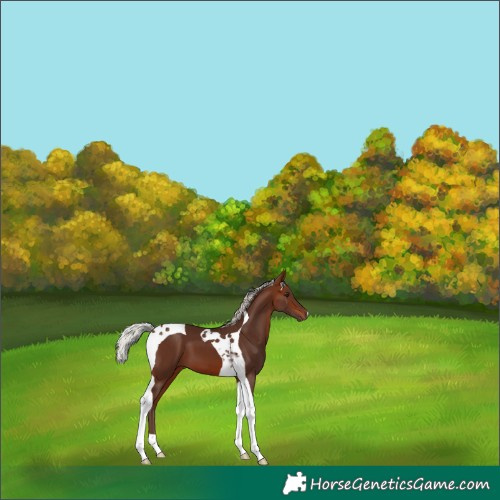 Horse Color:Silver Brown Tobiano 