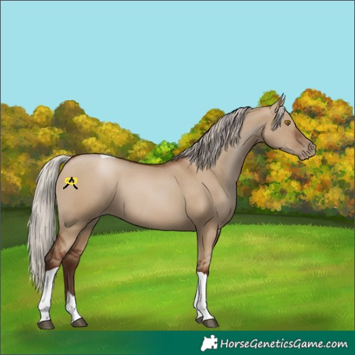 Horse Color:Gray Silver Grullo Pearl Tobiano