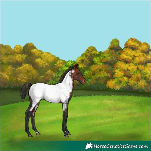Horse Color:Bay Appaloosa Rabicano 