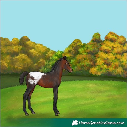 Horse Color:Bay Snowcap Rabicano 