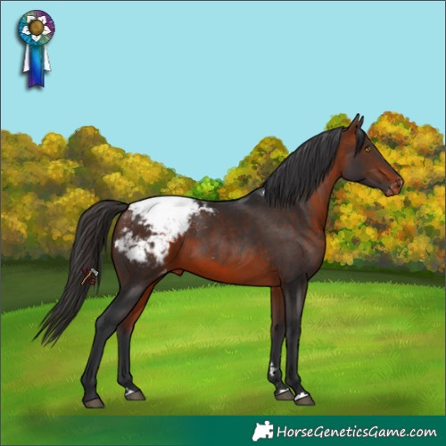 Horse Color:Bay Snowcap Rabicano