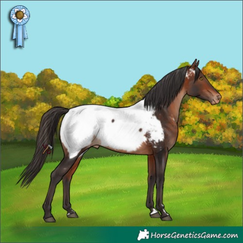 Horse Color:Bay Near Fewspot Rabicano