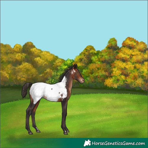 Horse Color:Bay Appaloosa Rabicano 