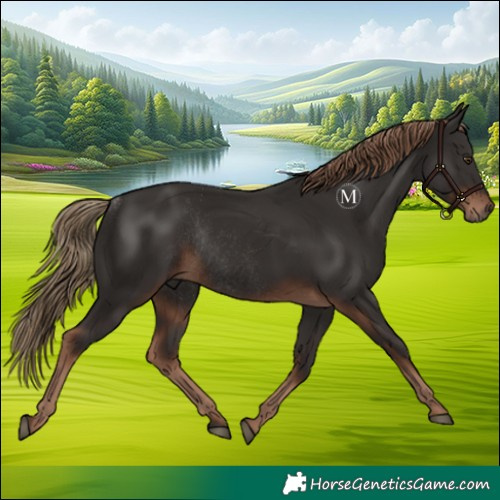 Horse Color:Liver Chestnut Rabicano