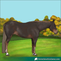 Horse Color:Liver Chestnut Rabicano 