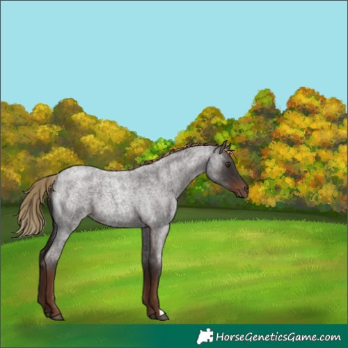 Horse Color:Liver Red Roan 
