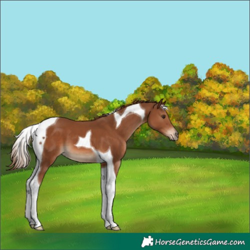 Horse Color:Chestnut Tobiano 