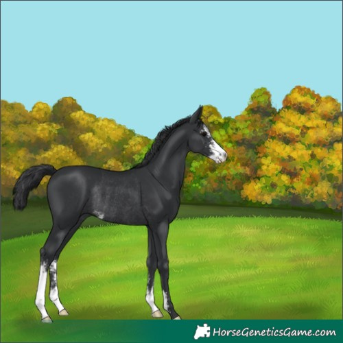 Horse Color:Black Sabino Rabicano 