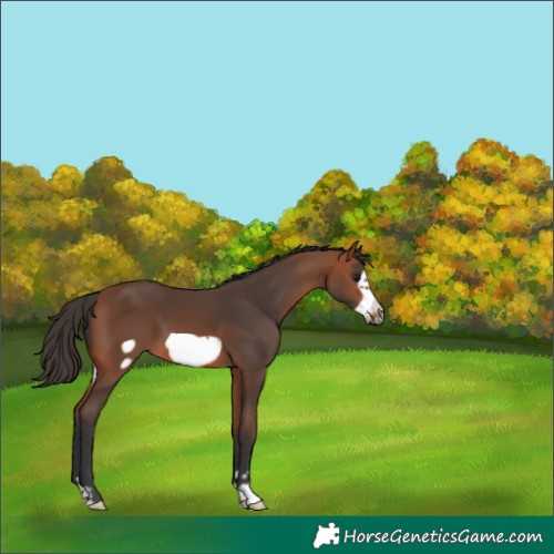Horse Color:Bay Frame