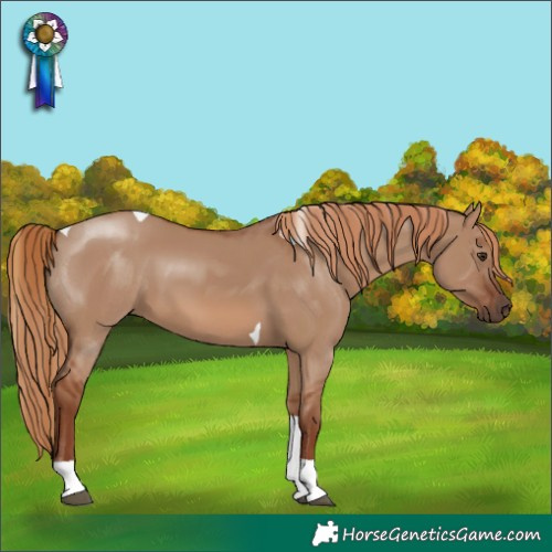 Horse Color:Red Dun Tobiano