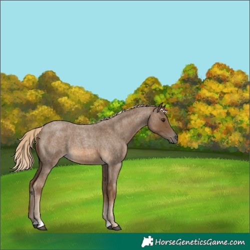 Horse Color:Chocolate Palomino Roan