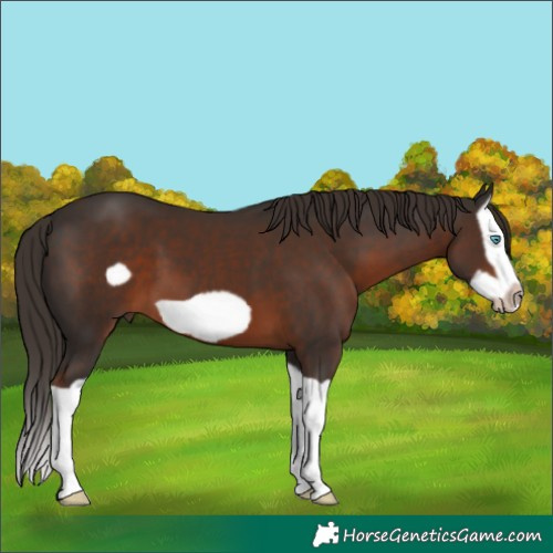 Horse Color:Liver Chestnut Splash Frame