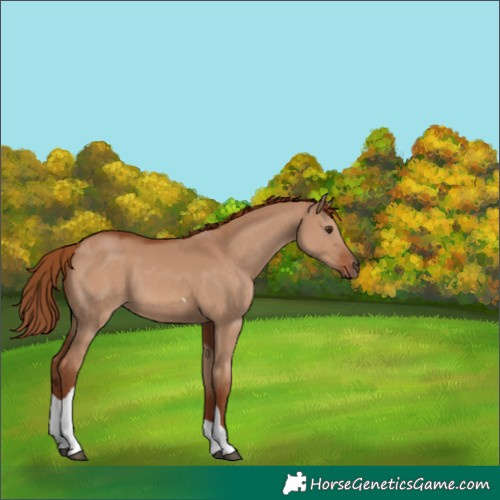 Horse Color:Red Dun Tobiano 