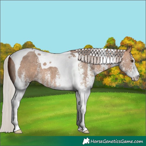 Horse Color:White Spotted Silver Bay Dun Tobiano 