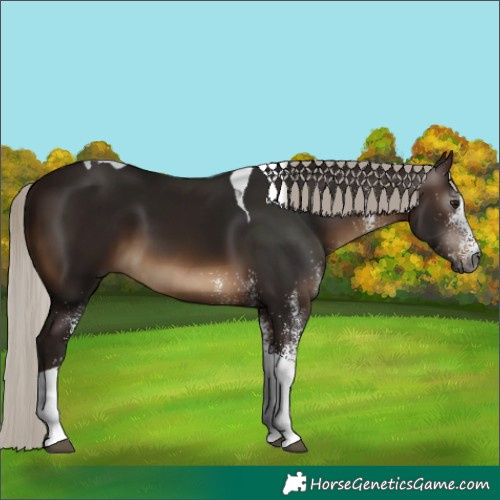 Horse Color:Gray White Spotted Silver Bay Tobiano