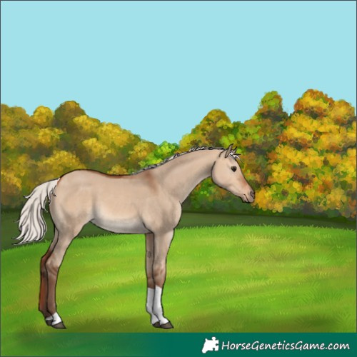 Horse Color:Silver Bay Dun Tobiano 