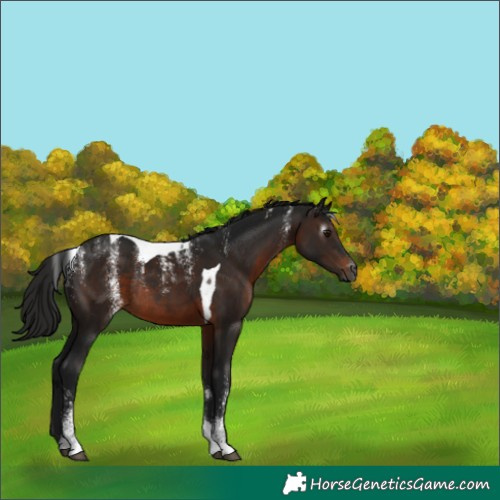 Horse Color:Powder White Gray Brown Tobiano Rabicano 
