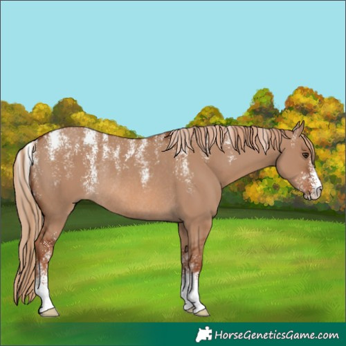 Horse Color:Powder White Red Dun Rabicano