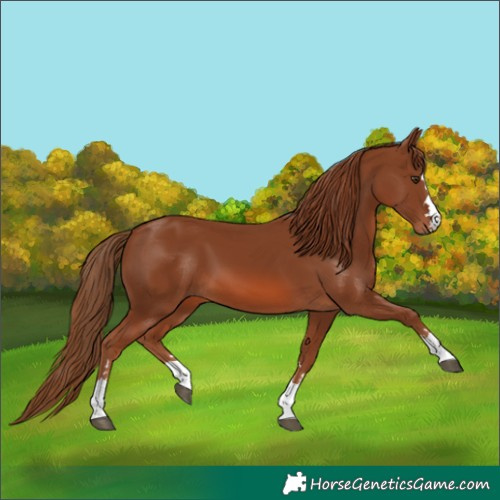 Horse Color:Chestnut 