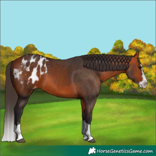 Horse Color:Bay Splash Blanket 