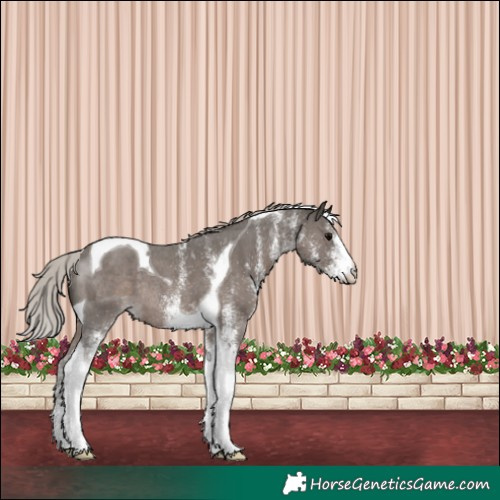 Horse Color:White Spotted Silver Black Tobiano Rabicano
