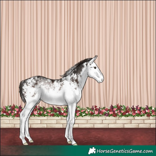 Horse Color:White Spotted Liver Chestnut Rabicano