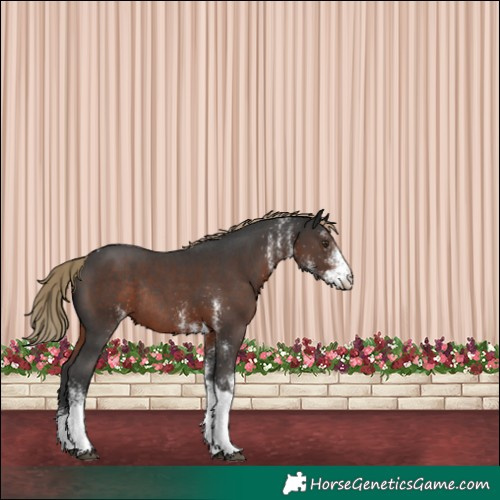 Horse Color:White Spotted Liver Chestnut Tobiano Rabicano 